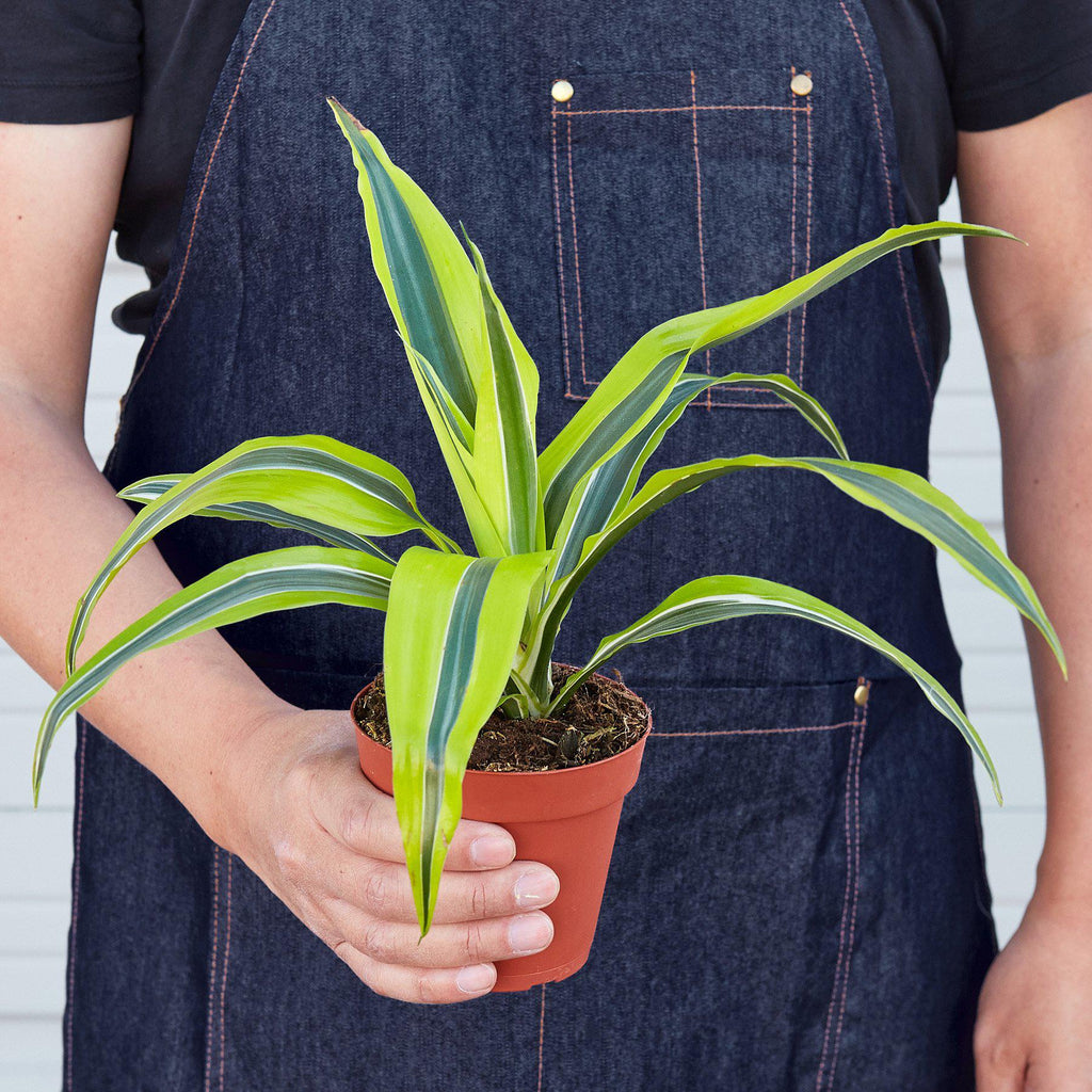 Lemon Lime Dracaena — Bright Easy-Care Plant live plant