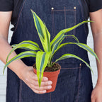 Lemon Lime Dracaena — Bright Easy-Care Plant live plant