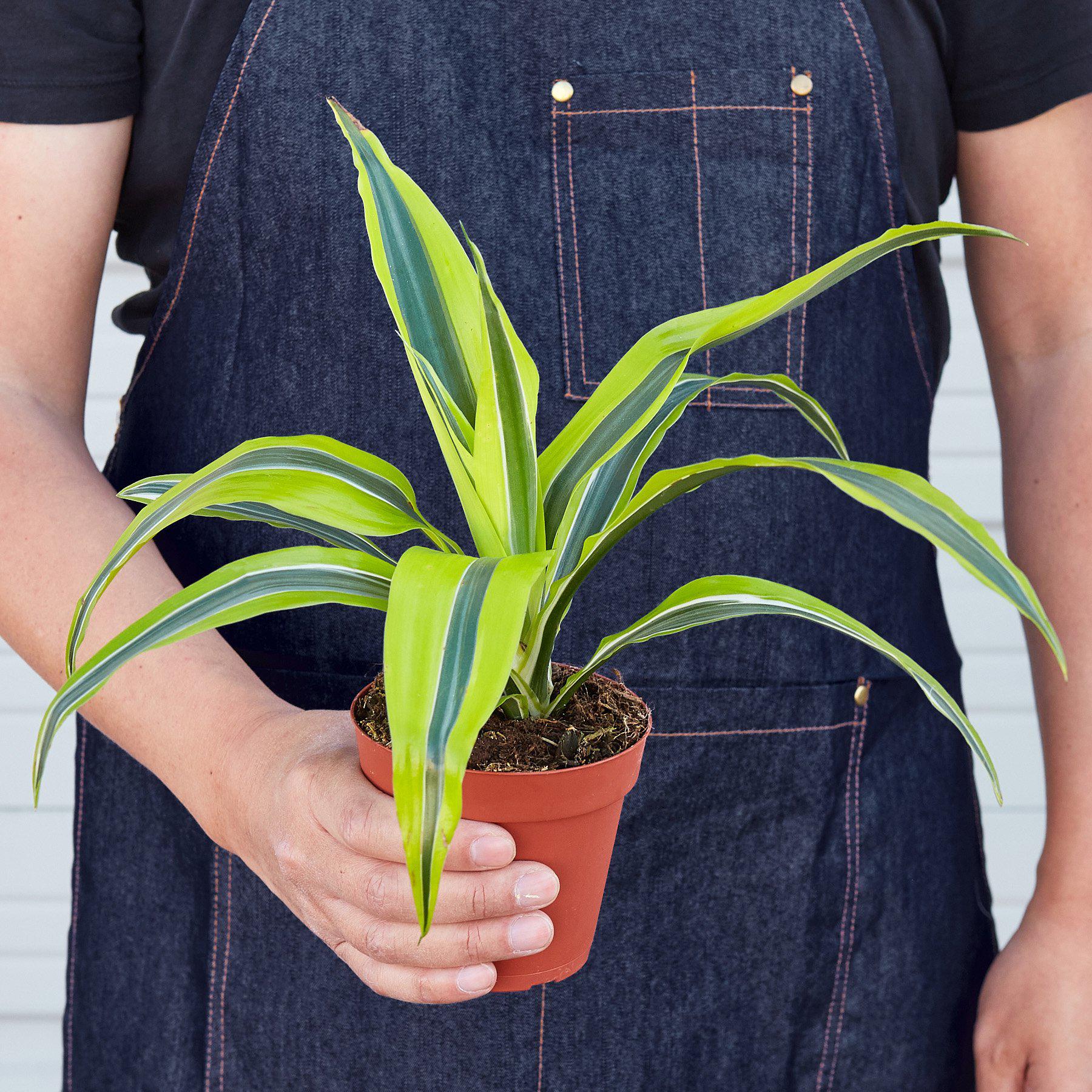 Lemon Lime Dracaena — Bright Easy-Care Plant live plant
