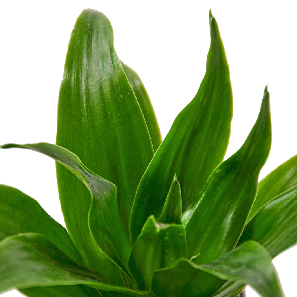 Janet Craig Dracaena — Easy-Care Floor Plant live plant