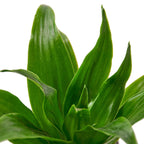 Janet Craig Dracaena — Easy-Care Floor Plant live plant