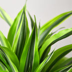 Lemon Lime Dracaena — Bright Easy-Care Plant live plant