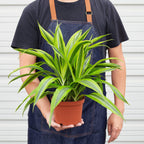 Lemon Lime Dracaena — Bright Easy-Care Plant live plant