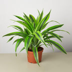 Lemon Lime Dracaena — Bright Easy-Care Plant live plant