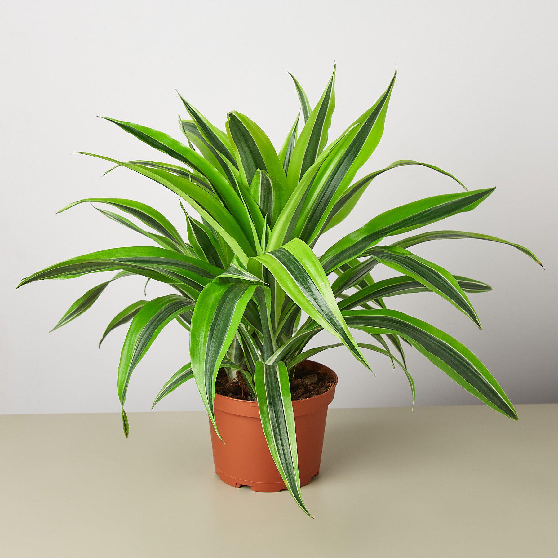 Lemon Lime Dracaena — Bright Easy-Care Plant live plant
