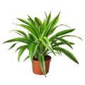 Dracaena Deremensis 'Lemon Lime' — 6-Inch Pot