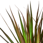 Dracaena 'Marginata Magenta'