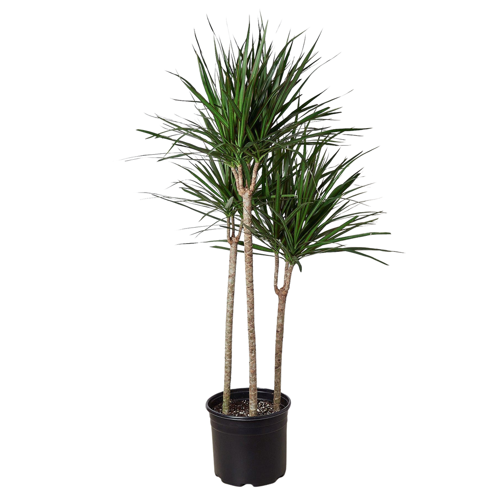 Dragon Tree — Dracaena Marginata Cane live plant