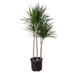 Dragon Tree — Dracaena Marginata Cane live plant