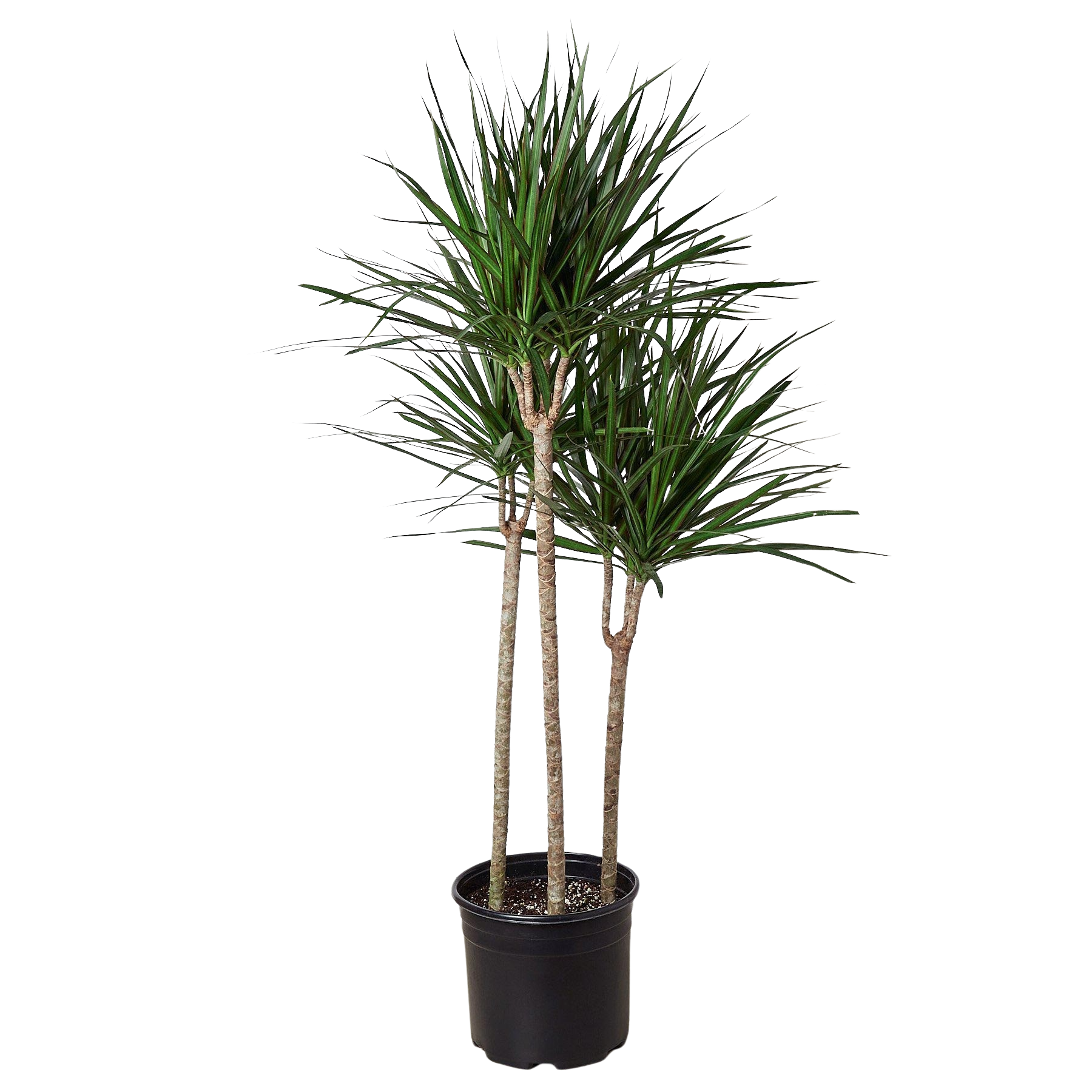 Dragon Tree — Dracaena Marginata Cane live plant
