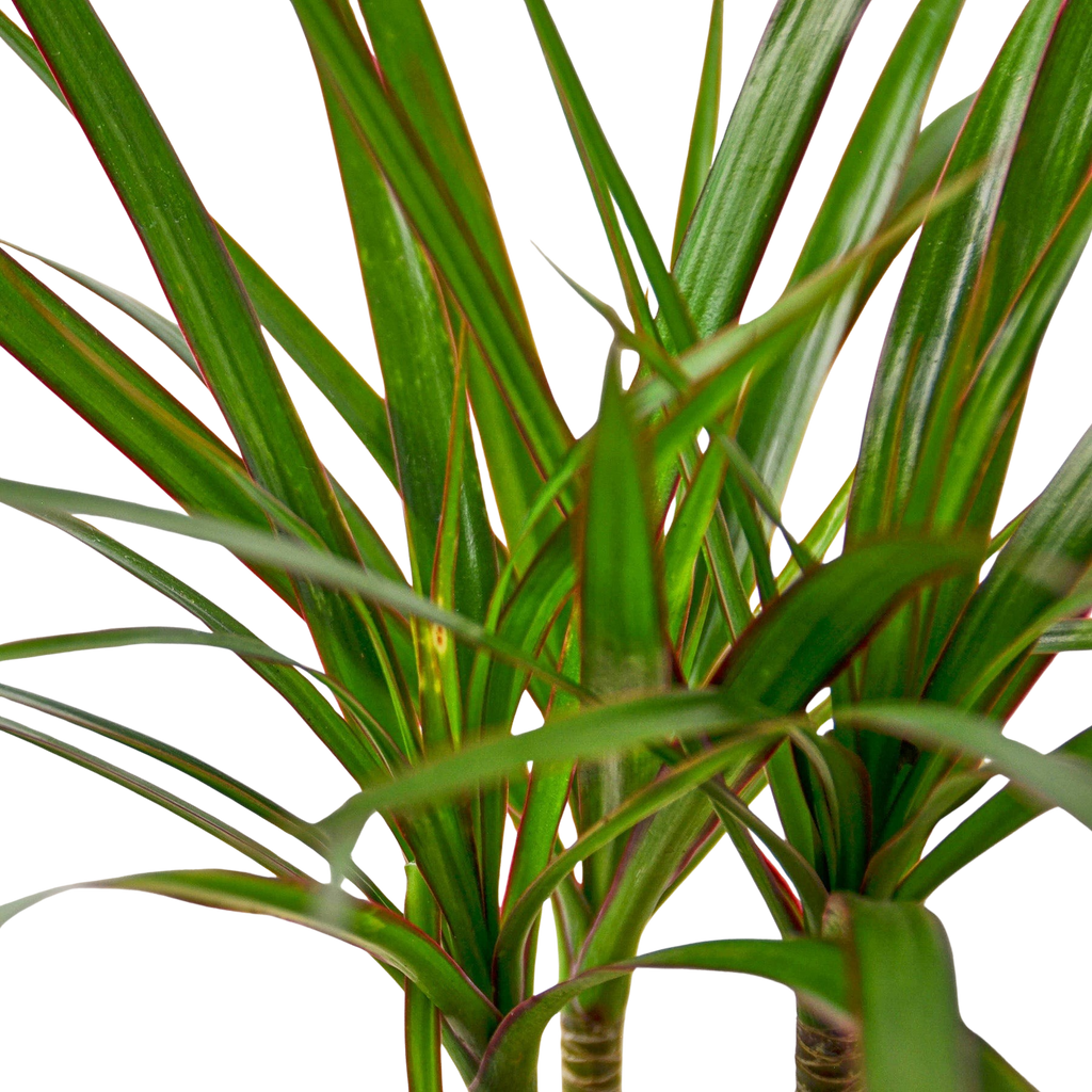 Dragon Tree — Dracaena Marginata Cane live plant