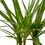 Dragon Tree — Dracaena Marginata Cane live plant