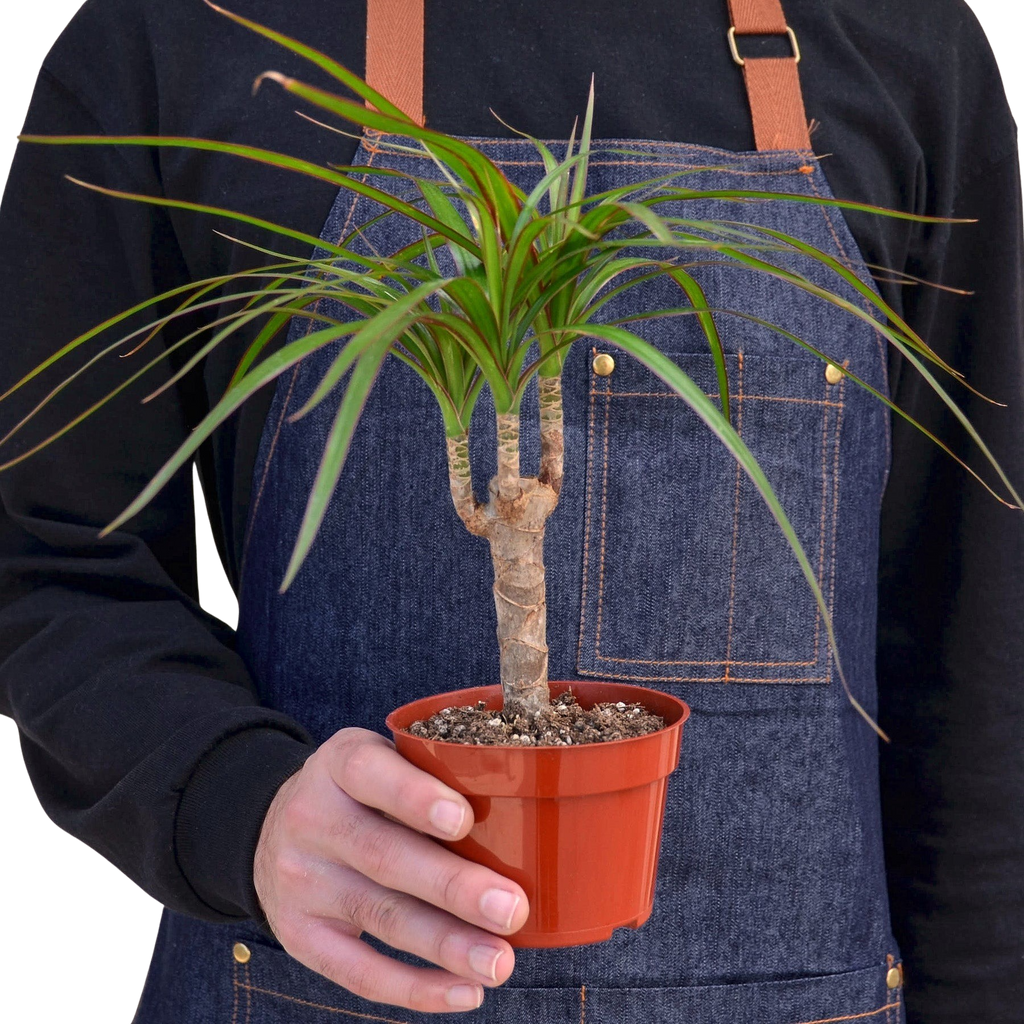 Dragon Tree — Dracaena Marginata Cane live plant