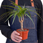 Dragon Tree — Dracaena Marginata Cane live plant