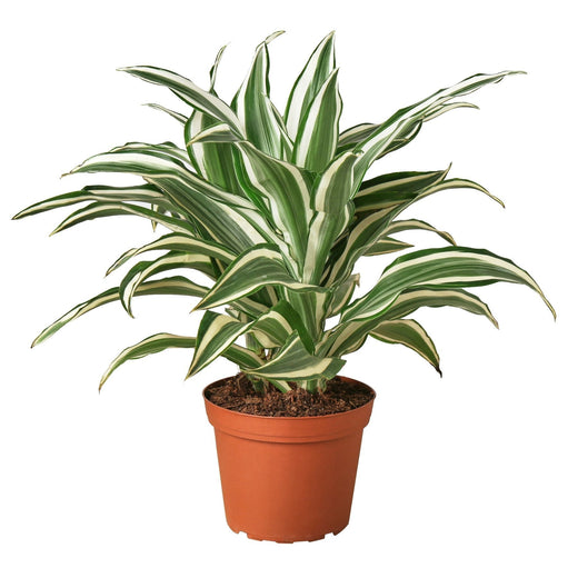Dracaena 'Warneckii White Jewel' — 6-Inch Pot