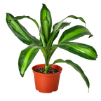 Dracaena Massangeana