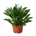 Dracaena 'Song of Jamaica'