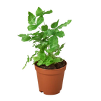 Pteris Cretica 'Albo Fern'