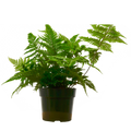 Autumn Fern — 6-Inch Pot