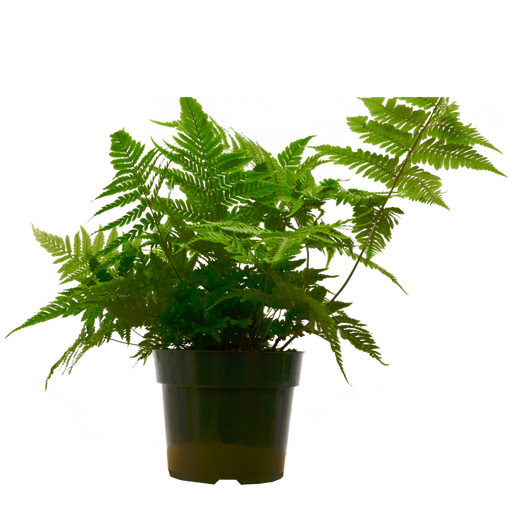 Autumn Fern — 6-Inch Pot