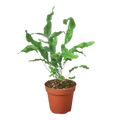 Fern 'Blue Star' — 4-Inch Pot