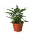 Korean Rock Fern