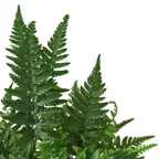 'Korean Rock' Fern