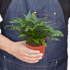 'Korean Rock' Fern
