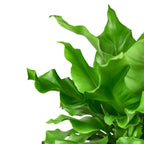 Bird's Nest Fern — Nidus Indoor Fern live plant