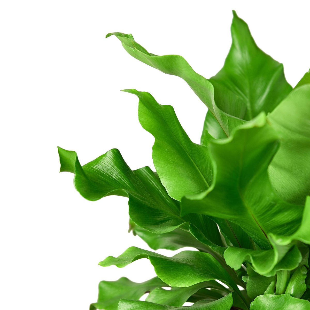 Bird's Nest Fern — Nidus Indoor Fern live plant