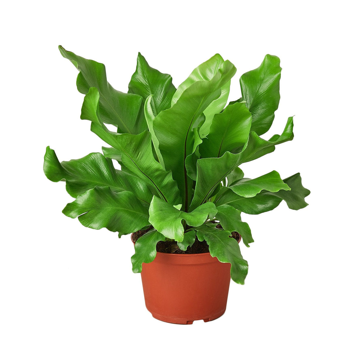 Bird's Nest Fern — Nidus Indoor Fern live plant