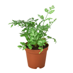 Fern 'Silver Lace'