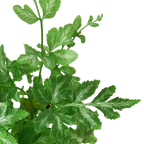 Fern 'Silver Lace'