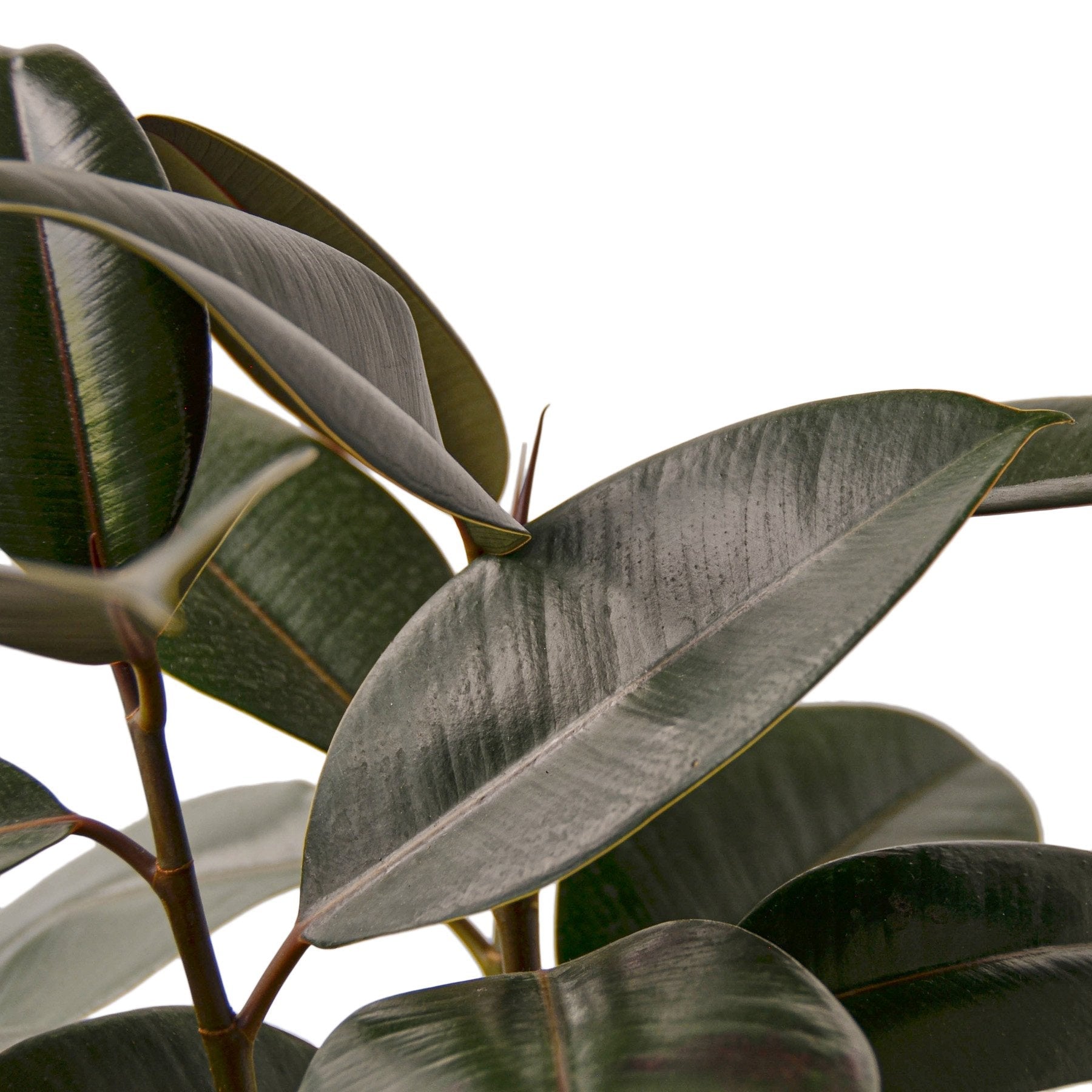Burgundy Rubber Plant — Ficus Elastica live plant