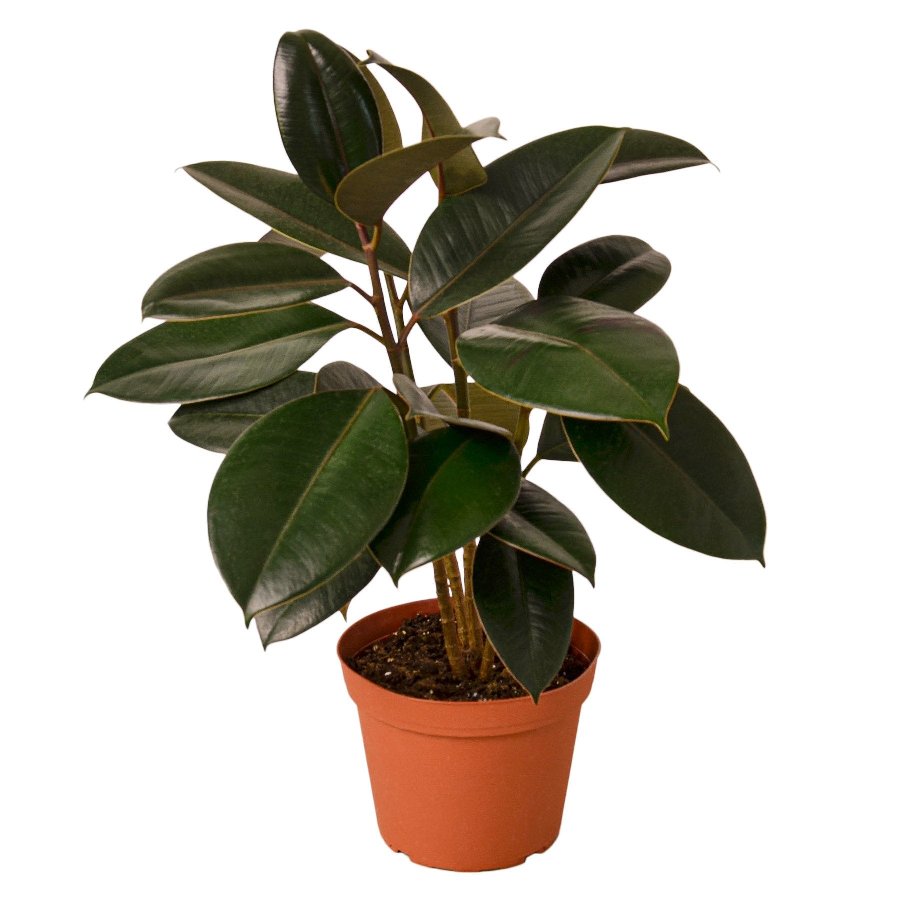 Burgundy Rubber Plant — Ficus Elastica live plant