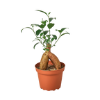Ficus 'Ginseng'