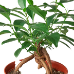 Ficus 'Ginseng'