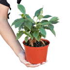 Ficus 'Ginseng'