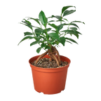 Ficus 'Ginseng'