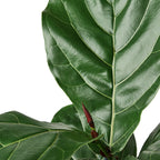 Fiddle Leaf Fig — Statement Indoor Tree live plant