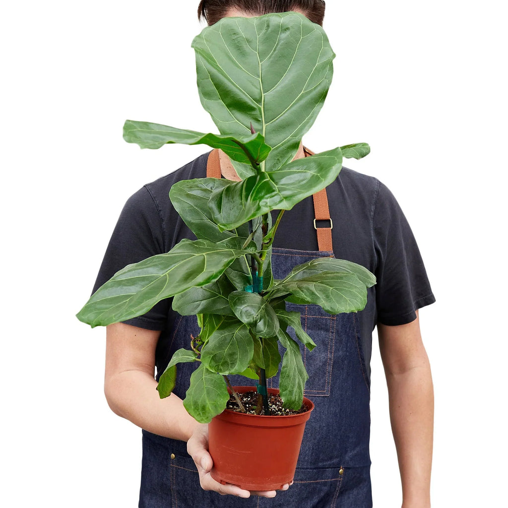 Fiddle Leaf Fig — Statement Indoor Tree live plant