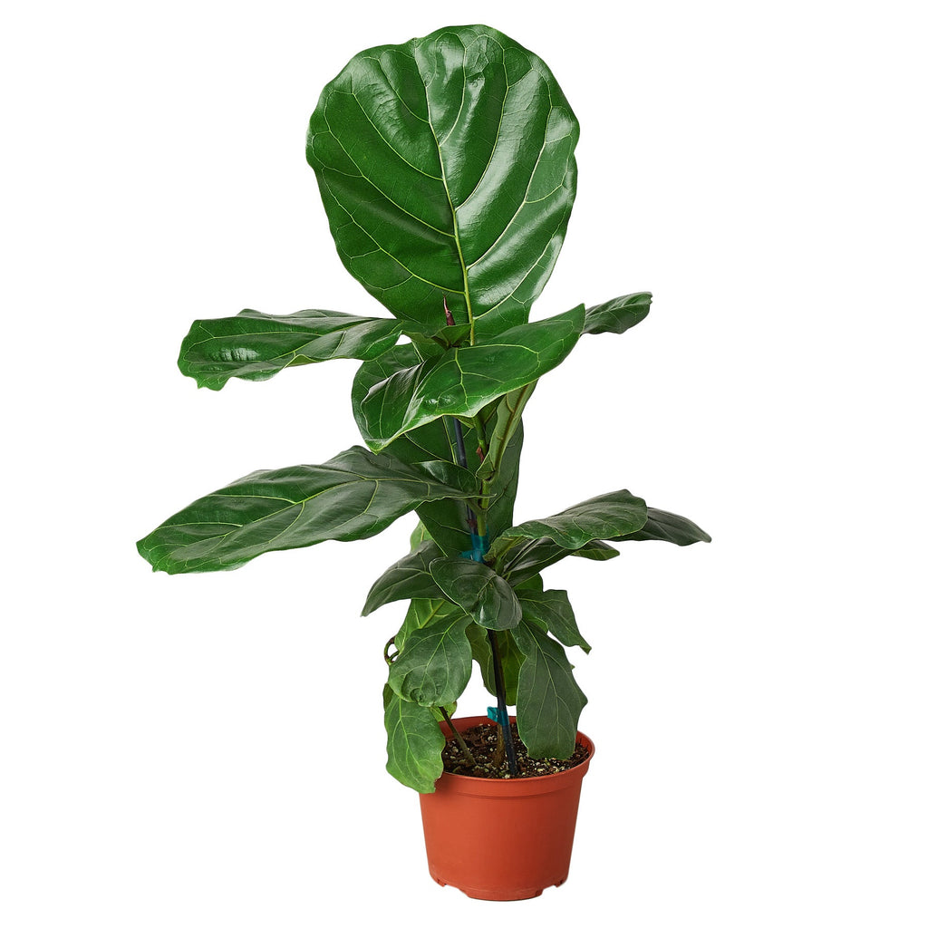 Fiddle Leaf Fig — Statement Indoor Tree live plant