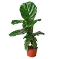 Ficus Lyrata 'Fiddle Leaf Fig' — 6-Inch Pot