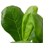 Fiddle Leaf Fig — Statement Indoor Tree live plant