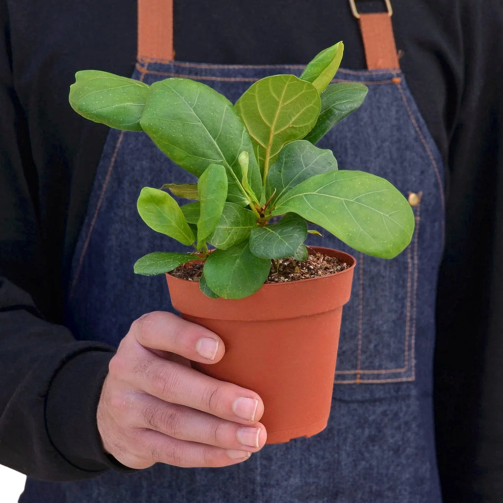Fiddle Leaf Fig — Statement Indoor Tree live plant