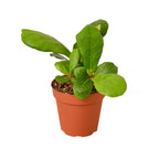 Fiddle Leaf Fig — Statement Indoor Tree live plant