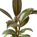 Tineke Rubber Plant — Variegated Ficus live plant