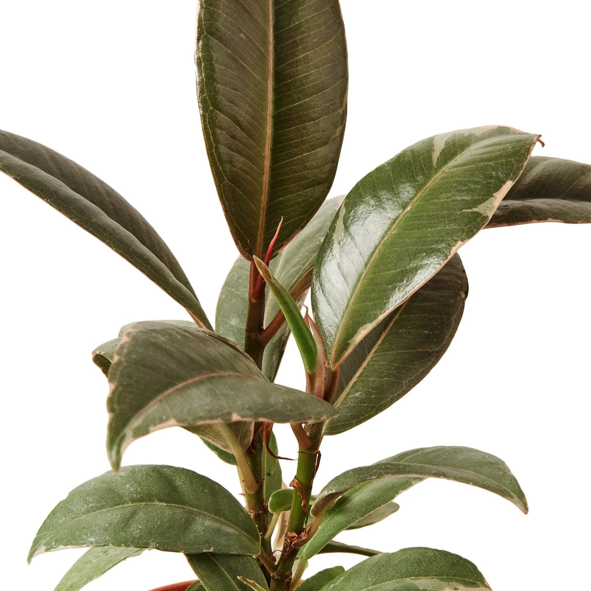 Tineke Rubber Plant — Variegated Ficus live plant