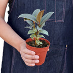 Tineke Rubber Plant — Variegated Ficus live plant