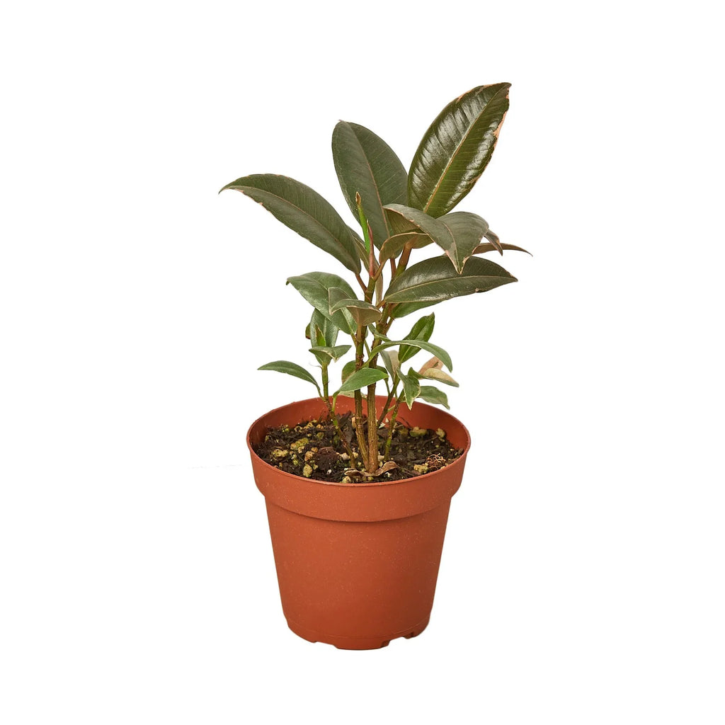Tineke Rubber Plant — Variegated Ficus live plant